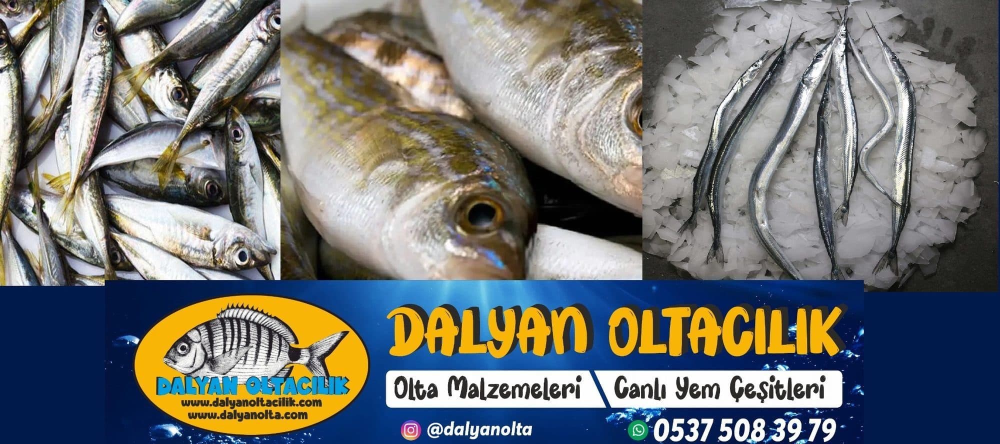 Canlı Balık Yemleri Nedir? Tatlı – Tuzlu – Bölgesel Yem Rehberi Canlı Balık Yemleri Nedir? Tatlı – Tuzlu – Bölgesel Yem Rehberi