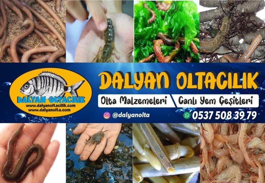 Lugworm Nedir? Cin Kurdu ve Türk Kurdu ile Farkları Lugworm Nedir? Cin Kurdu ve Türk Kurdu ile Farkları