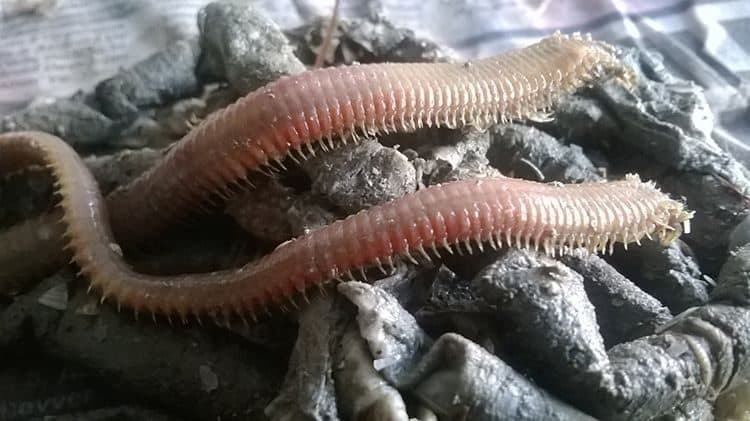 Lugworm Nedir? Cin Kurdu ve Türk Kurdu Olarak Bilinen Yem Lugworm Nedir? Cin Kurdu ve Türk Kurdu Olarak Bilinen Yem